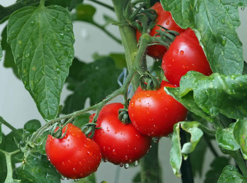 番茄營養成分和健康益處