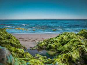海藻營養成分和健康益處