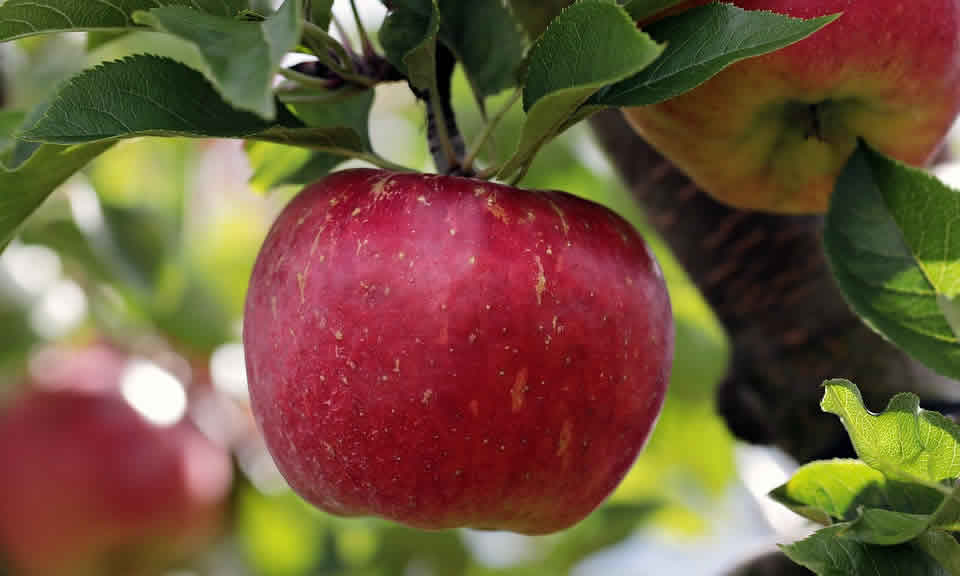 蘋果的營養事實和健康益處