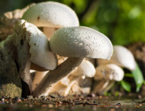 蘑菇的營養事實和健康益處